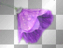 amon // purple flower