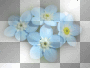 amon // blue flowers