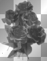 Black Roses