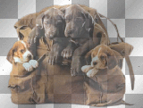 tiere joerg_72