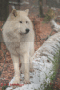 einsamer Wolf