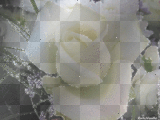 fondo blanco white background ymialma