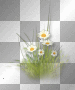 Flowers grass