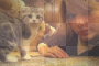 Taylor Swift & Her Cat Meredith