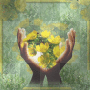 MELBA  BACKGROUND FLOWER