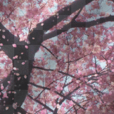 Kerstie: Spring Background