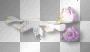 Purple flowers 