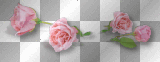 Pink flowers roses