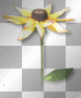 Yellow flower