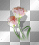 Pink flowers