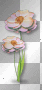 Pink flowers