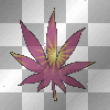 Leaf Weed