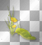 Flowers yellow grass leaf green