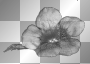 Flower - onedream Flower - onedream