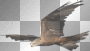 rapace