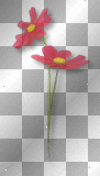 Flowers red 