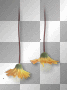 Flowers yellow 
