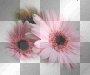 pink flower