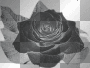 black white rose ' transparent