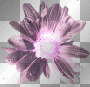 flower ' pink black transparent