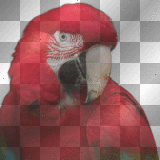 Parrot fantasy bird birds jungle red
