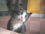 sleeping cat nina