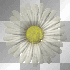 Lil' White Flower Daisy__