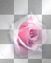 Pink rose flower Pink rose flower