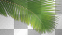 palm palm