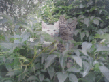 hide and seek
