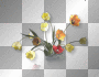 Tulips flowers Tulips flowers
