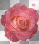 ツPink Rose Heart_ ツPink Rose Heart_