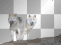 Two White Wolves on Rock