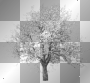 cherry tree black and white