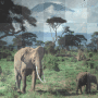 savana jungle, africa, oaza savana jungle, africa, oaza