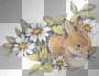 Hase