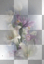 Blumen Blumen
