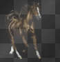Pferd Pferd