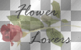 soave text flower lovers rose