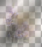soave  spring flowers purple background transparent