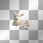 Kerstie: Lamb