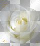 ツ White Rose__