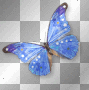 Butterfly blue