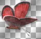 Butterfly red 