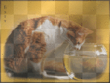 cat ludmilla1959         