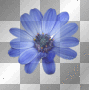 Blue Flower__