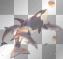 Dolphins Orca__