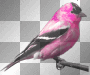 Pink  bird 