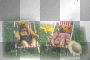 teddy holiday teddy holiday