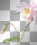 Flowers pink